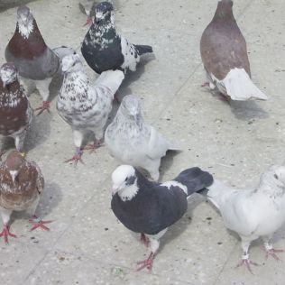 آتش نشانی نیشابور - گرم کردن لانه کبوترها به قیمت جان آنها تمام شد