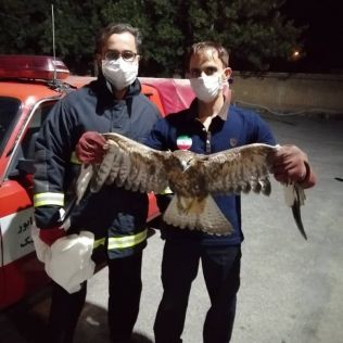 آتش نشانی نیشابور - زنده گیری یک بهله عقاب توسط آتش نشانان نیشابوری در منطقه باغچه بان