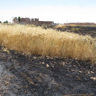 آتش نشانی نیشابور - خوشه های طلایی گندم طعمه شعله های آتش شد