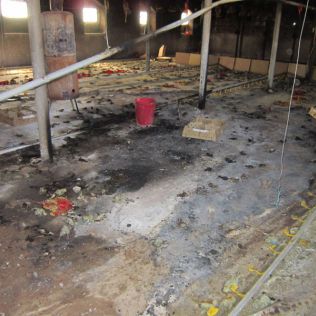 آتش نشانی نیشابور - جوجه های دو روزه در اثر دود حاصل از آتش سوزی تلف شدند 