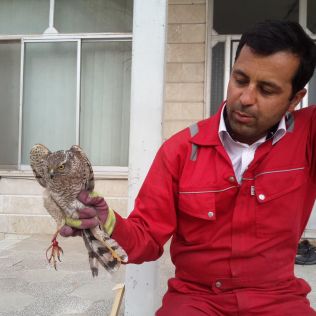 آتش نشانی نیشابور - نجات یک بهله پرنده شکاری توسط آتش نشانان