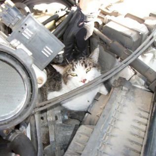 آتش نشانی نیشابور - گیر کردن گربه داخل موتور خودرو