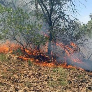 آتش نشانی نیشابور - مرگ درخت درمیان شعله های آتش