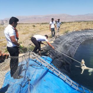 آتش نشانی نیشابور - نجات 6 قلاده سگ از درون استخرآب کشاورزی