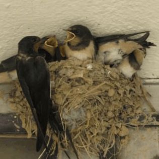 آتش نشانی نیشابور - نجات پرستو