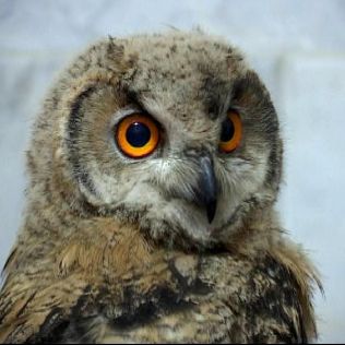 آتش نشانی نیشابور - جغد مزاحم توسط آتش نشانان گرفتار شد