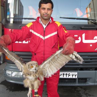 آتش نشانی نیشابور - سومین جغد در دو هفته گذشته در نیشابور