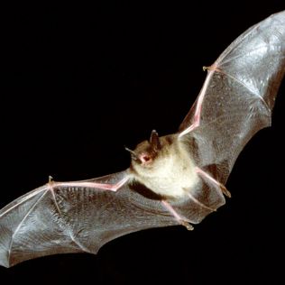 آتش نشانی نیشابور -  خفاش در منزل مسکونی