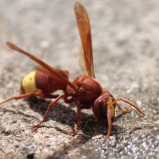 آتش نشانی نیشابور - مزاحمت زنبورهای قرمز در منزل شهروندان