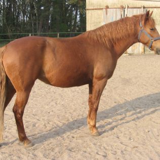 آتش نشانی نیشابور - نجات اسب از داخل استخر